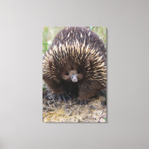 Toile Australie Echidna Cute Animal Photo
