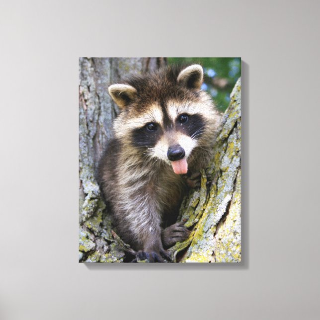 Toile Baby Raccoon (Recto)