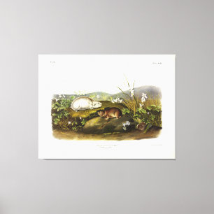 Toile Baie d'Hudson (Collared Ungava) Lemming par Audubo