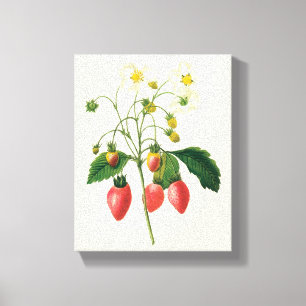 Toile Baies de fruits vintage Redoute