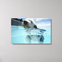 Baignade de chien dans une piscine