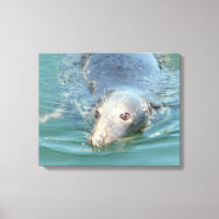 Baignade de phoque mignonne en Cape Cod Canvas Art
