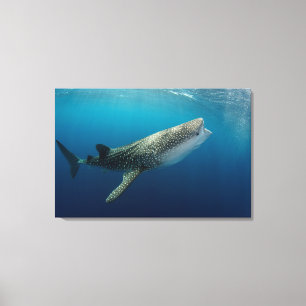 Toile Baignade de requin baleine
