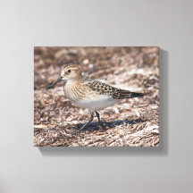 Baird's Sandpiper sur la plage