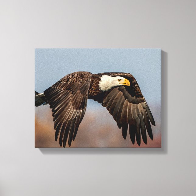 Toile Bald Eagle en vol (Recto)