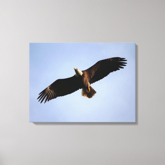 Toile Bald Eagle Étalon (Recto)