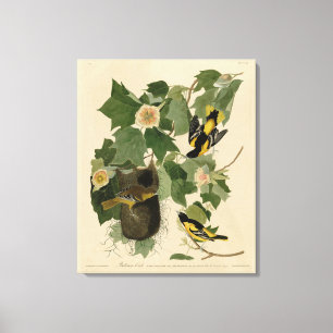 Toile Baltimore Oriole - d'Audubon's Birds of America