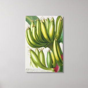 Toile Banana, gravée par Johann Jakob Haid (1704-67) pl