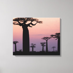 Toile Baobab Alley', Madagascar, Morondava, Afrique,