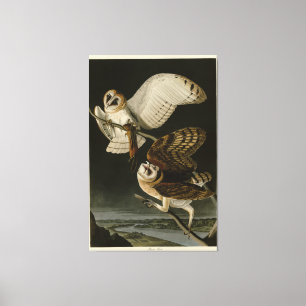 Toile Barn Owl (Tyto alba) Audubon's Birds of America