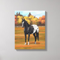 Beau Appaloosa Noir Quarter Horse Stallion