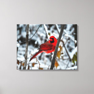 Toile Beau cardinal rouge vif dans la neige