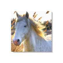 Beau Cheval