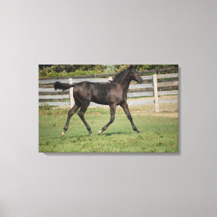 Toile Beau Cheval courant à travers le champ