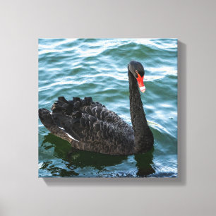 Toile Beau cygne noir