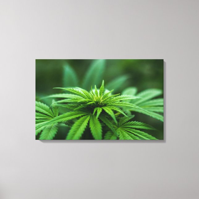 Toile Beau Plante de mauvaises herbes (Recto)