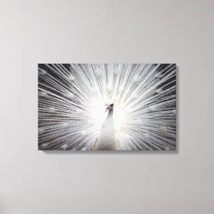 Toile Beau plumage blanc albinos d'un paon