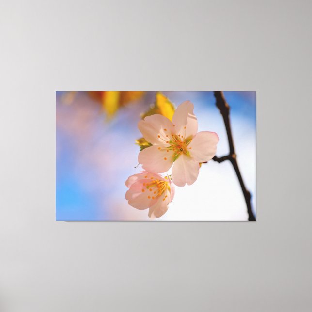 Toile Beauté Incroyable Des Fleurs Sakura Au Printemps (Recto)