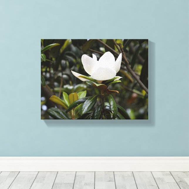 Toile Beautiful Magnolia Flower (Insitu (Plancher de Bois))