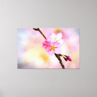 Beautiful Sakura Cherry