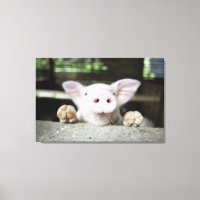 Bébé Cochon en Stylo, Piglet