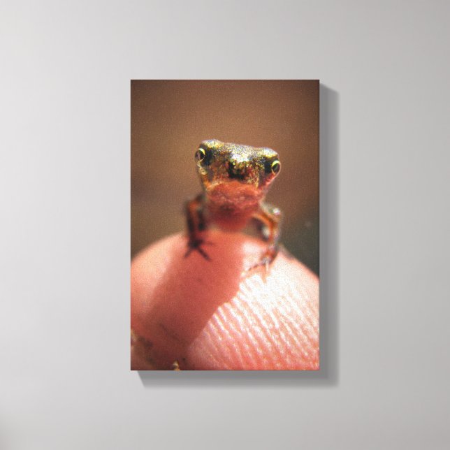 Toile Bébé Toad / Tadpole (Recto)