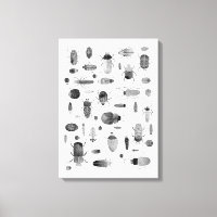 Beetle noir et blanc