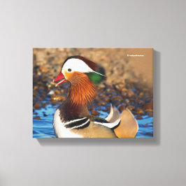 Toile Belle Chatty Mandarin Canard à l'étang