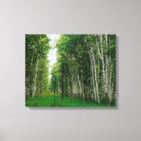 Belle forêt de bouleaux