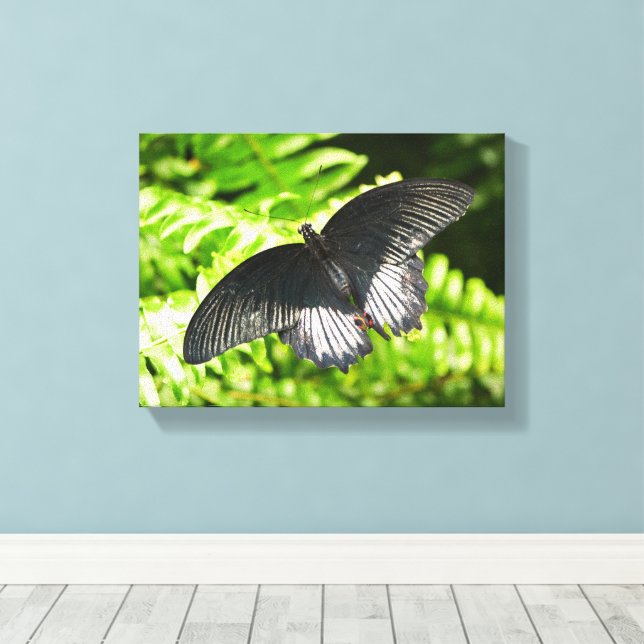 Toile Belle Papillon noir Insectes Nature (Insitu (Plancher de Bois))