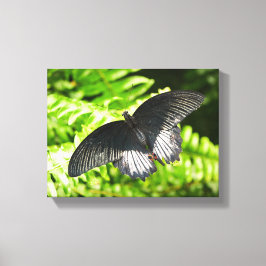 Toile Belle Papillon noir Insectes Nature