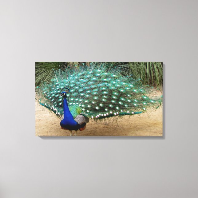 Toile Belle Peacock Stretched Canvas Imprimer (Recto)