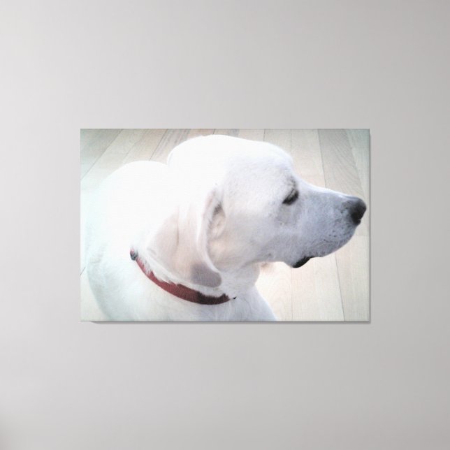 Toile Belle photo de White Labrador Mix Dog Profil (Recto)
