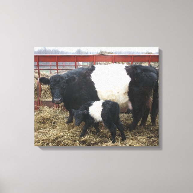 Toile Belle Vache Beltie et veau - Galloway Beltie (Recto)