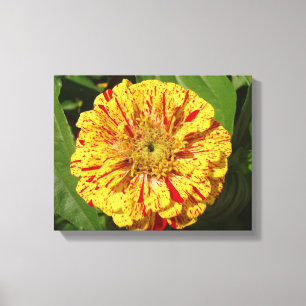 Toile Belle Zinnia