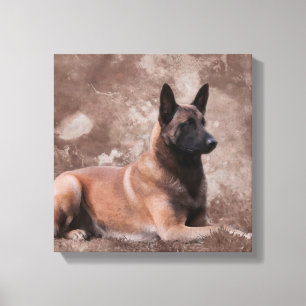 Toile Berger belge de Malinois - Mechelaar