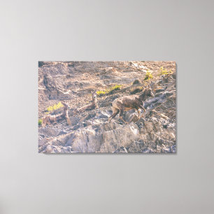 Toile Bighorn Sheep