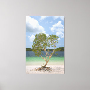 Toile BILLABONG ARBRE 40x60