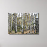 Birch Forrest Autumn Photo Single