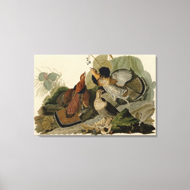 Toile Bird, Amérique, Ruffed Grouse, Audubon, Canvas (Recto)
