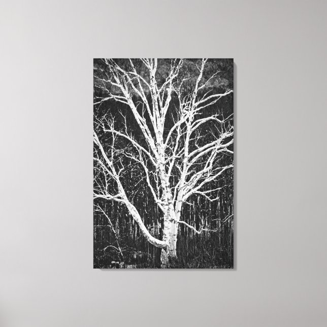 Toile Biset Blanc En Hiver Photo Noir Et Blanc (Recto)