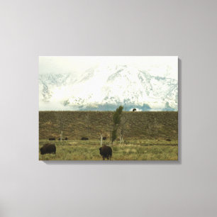 Toile Bison à Grand Teton National Park Photographie