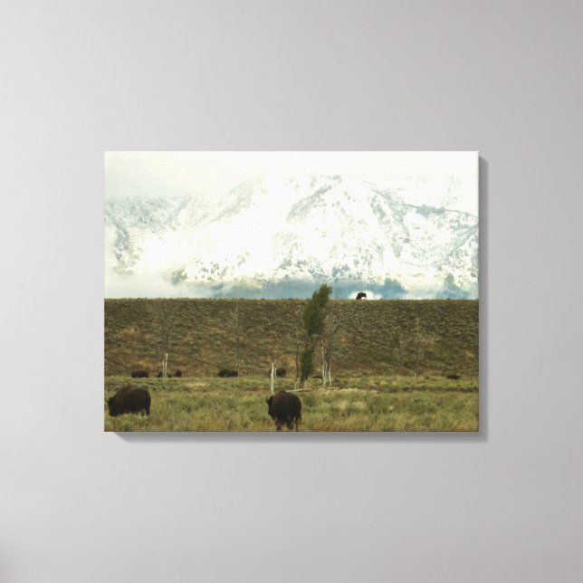 Toile Bison à Grand Teton National Park Photographie (Recto)