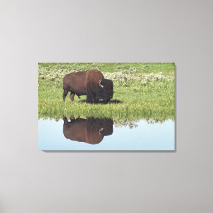 Toile Bison (bison de bison) sur le pré herbeux