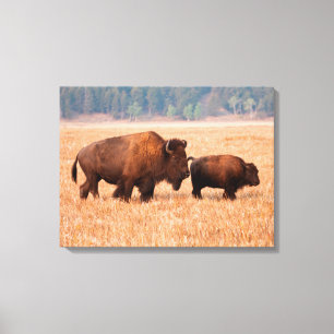 Toile Bison d'Amérique (Bison bison) Vache et Veau