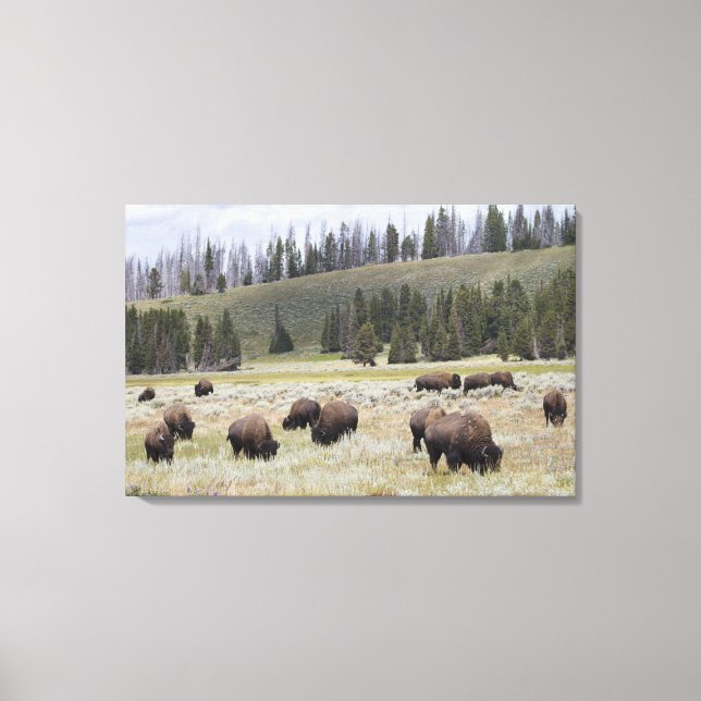 Toile Bison dans la vallée Hayden de Yellowstone (Recto)