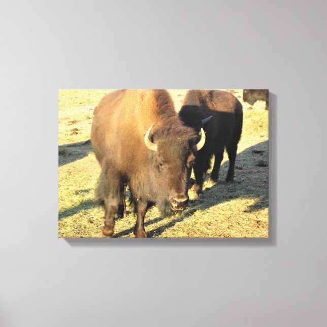 Toile Bison dans le Colorado (Recto)