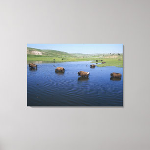 Toile Bison Dans L'Eau Avec De Nombreuses Hirondelles De