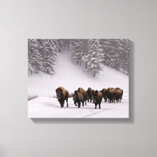 Toile Bison en hiver