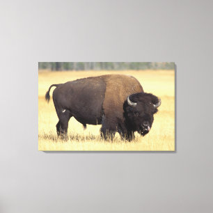 Toile Bison mâle dans le parc national de Yellowstone